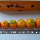 (기원농장) 맛좋은 제주하우스감귤 가격할인합나다 이미지
