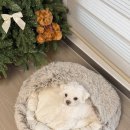 COZY 멍 | [반려견] 멍멍집사 숨숨 COZY 코지 마약방석ㅣ부드러운 융털로 강아지들이 환장할 푹신한 강아지쿠션 추천