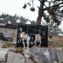 백천2동 | 태안 멍집 (대형견펜션, 넓은잔디마당펜션, 애견독채펜션, 태안애견펜션, 혼자가기좋은펜션, 바닷가근처...