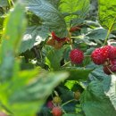 소쿠리농장 이미지