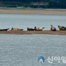 점박이 물범가족 이미지