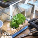 (원데이) 그린 플랜트 이미지