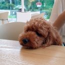 율곡중(버스정류장) | 강릉 교동 애견동반 식당 세레니타 : 파스타 맛있고 분위기 좋은 레스토랑