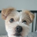 더 이쁘개 이미지