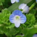 큰꽃지천 이미지