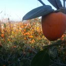 신대농장 이미지