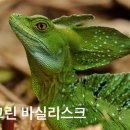 초록도마뱀 이미지