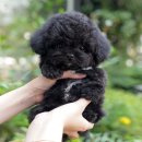 미유펫 강아지분양 고양이분양 부천점 이미지