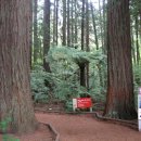 레드우드Redwood