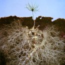 뿌리 공생균과 발효액비(수용성 양분 + 미생물. 효소+ 호르몬 등 활성물질) 필요성 이미지