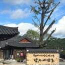 회화나무전통밥집 | 산청 가볼만한곳 남사예담촌_이씨고가 부부회화나무