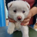 운봉동물병원 이미지