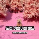 애견동화 | 경기도 포천 허브아일랜드 핑크트리 불빛동화축제 애견동반 후기