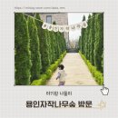 자작나무 숲 | 용인자작나무숲 봄꽃축제 후기｜입장료, 카페 베툴라, 방문 꿀팁 정리