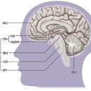 뇌의 구조와 기능 이미지
