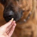 헬로동물병원 이미지