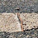 알펜옥비치 이미지