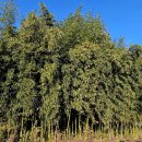 남가람 문화거리 이미지