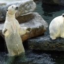 통키통키 이미지