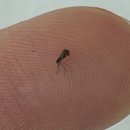 풍년농약식물병원 | 벌레 고자리파리해충예방 [삼진충 사용방법 및 주의 사항 내돈내산 후기+뿌리파리 발생원인 및 생애주기]