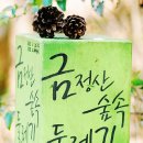 솔방울