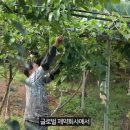 김춘식농장 티스토리