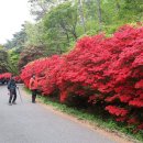 무등산 바람재 철쭉 이미지