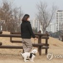 강아지 대공원 이미지