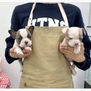 강아지분양 마이댕냥 일산점 | 일산 강아지분양 마이댕냥 일산점 귀엽고 앙증맞은 아이들이 있는