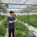 장미농장 이미지