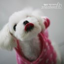 재영 동물병원 이미지