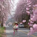 마령면덕천보건진료소 | 거창 임불마을 수양벚꽃길 절정