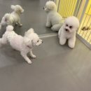 강아지유치원왕왕 이미지