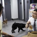 용산동물의료센터 이미지