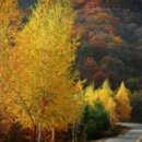 비수구미펜션 이미지