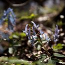 솔바람풍경소리 이미지