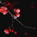 현상언「홍매」 이미지