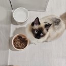 고양이의 휴가 경기광주점 이미지