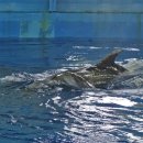 울산광역시남구도시관리공단(장생포고래생태체험관) 이미지