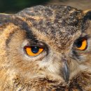 부엉이집 이미지