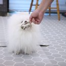 퍼피톡 | 일산 반려견유치원 강아지유치원 퍼피스프링 일산점, 신나는 화요일!!