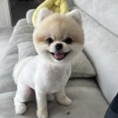 펫그리다 이미지