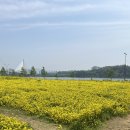 유채꽃 향기 | 구리한강공원 유채꽃축제 끝나고 다녀온 후기🌼