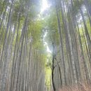 영화직물자판기 | [일본여행] 3~4일차 (도게츠교, 텐류지, 아라시야마 치쿠린 대나무숲, 기모노 숲, 교토 스마트커피...