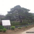 상주 낙화담 소나무 이미지