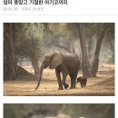 아기코끼리 이미지