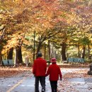 판다나라 이미지