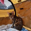 달래캐터리 이미지