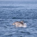 돌고래 이미지