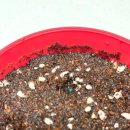 자라는 씨앗 | 다이소 방울토마토 키우기 후기 🌱 베란다에서 씨앗 심고 수확 성공!🍅